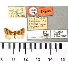 /filer/webapps/moths/media/images/A/angustilinea_Paryphanta_HT_BMNH.jpg