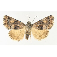 /filer/webapps/moths/media/images/M/melanodonta_Asplenia_AF_TMSA_02.jpg