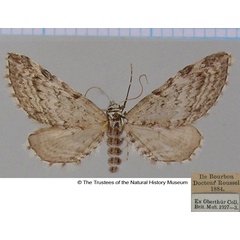 /filer/webapps/moths/media/images/A/adunata_Eupithecia_AF_BMNH.jpg