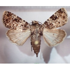 /filer/webapps/moths/media/images/R/radama_Athetis_AF_Bippus.jpg