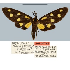 /filer/webapps/moths/media/images/R/ratovosoni_Thyrosticta_HT_MNHN.jpg
