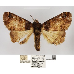 /filer/webapps/moths/media/images/B/basalis_Ozopteryx_AM_NHMUK.jpg