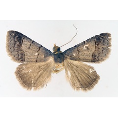 /filer/webapps/moths/media/images/F/flaviceps_Plecoptera_AM_TMSA_01.jpg