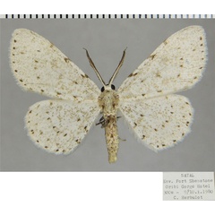 /filer/webapps/moths/media/images/P/proximaria_Colocleora_AM_ZSMa.jpg