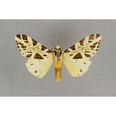 /filer/webapps/moths/media/images/P/paleacea_Kiriakoffalia_AM_BMNH.jpg