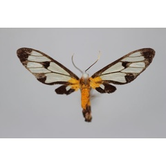 /filer/webapps/moths/media/images/D/discata_Amata_A_BMNH.jpg