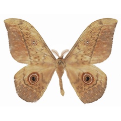 /filer/webapps/moths/media/images/J/jolyanorum_Aurivillius_AM_Basquin_03.jpg