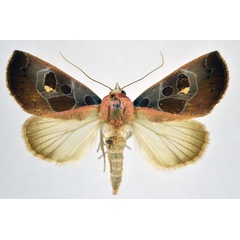 /filer/webapps/moths/media/images/R/roseitincta_Westermannia_A_NHMO.jpg