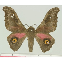 /filer/webapps/moths/media/images/D/dentata_Ludia_AF_Basquin.jpg
