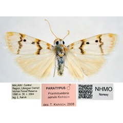 /filer/webapps/moths/media/images/A/aarviki_Cyana_PTM_NHMO.jpg