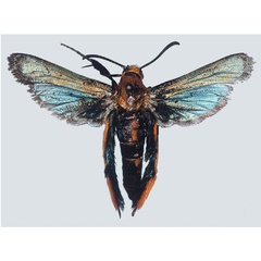 /filer/webapps/moths/media/images/A/abyssiniensis_Melittia_HT_BMNH_02.jpg