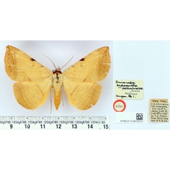 /filer/webapps/moths/media/images/P/palliochracea_Enmonodia_HT_BMNH.jpg