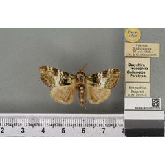 /filer/webapps/moths/media/images/L/leucopicta_Dasychira_PTM_BMNH_02a.jpg