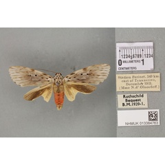 /filer/webapps/moths/media/images/P/postexcisa_Phryganopteryx_PT_BMNH_01a.jpg