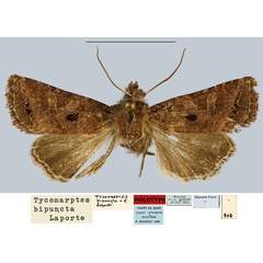 /filer/webapps/moths/media/images/B/bipuncta_Tycomarptes_HT_MNHN.jpg