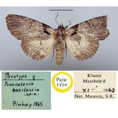 /filer/webapps/moths/media/images/B/basifascia_Procrateria_PT_BMNH.jpg