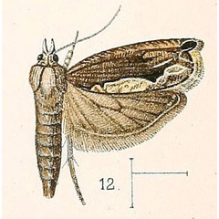 /filer/webapps/moths/media/images/O/oculifera_Phoxopteris_HT_Walsingham_1891_3-12.jpg