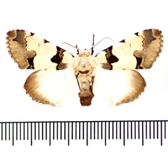 /filer/webapps/moths/media/images/A/aequatoria_Halochroa_AF_BMNH_02.jpg