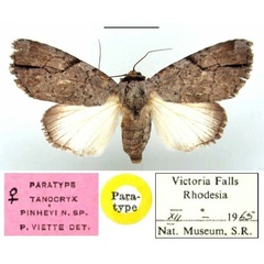 /filer/webapps/moths/media/images/P/pinheyi_Tanocryx_PT_BMNH.jpg