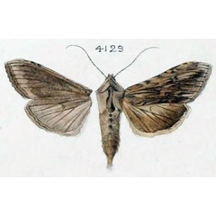 /filer/webapps/moths/media/images/A/amoenissima_Cucullia_LT_Oberthur_406_4129.jpg