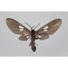 /filer/webapps/moths/media/images/P/pembertoni_Amata_HT_BMNH.jpg