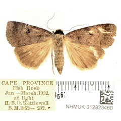 /filer/webapps/moths/media/images/S/salax_Lygephila_AF_BMNH.jpg
