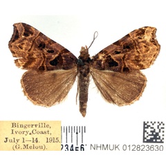 /filer/webapps/moths/media/images/A/apicalis_Marcipa_AF_BMNH.jpg