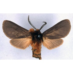 /filer/webapps/moths/media/images/C/collocalia_Metarctia_HT_BMNH_01.jpg