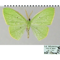 /filer/webapps/moths/media/images/L/leuconeura_Comostolopsis_AM_ZSMa.jpg