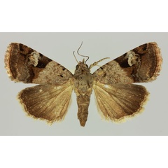 /filer/webapps/moths/media/images/N/novogonia_Taraconica_AM_MNHN.jpg