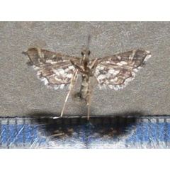 /filer/webapps/moths/media/images/R/ramburialis_Diasemiopsis_A_Goffb_01.jpg