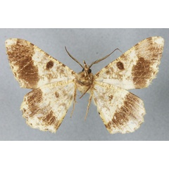 /filer/webapps/moths/media/images/M/madagascariensis_Racotis_HT_BMNHb.jpg