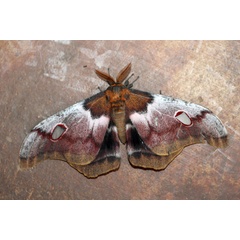 /filer/webapps/moths/media/images/M/macrothyris_Nudaurelia_A_Voaden_01.jpg