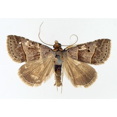 /filer/webapps/moths/media/images/T/tripalis_Plecoptera_AM_TMSA_01.jpg