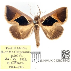 /filer/webapps/moths/media/images/E/embolophora_Fodina_AM_BMNH.jpg