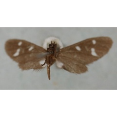 /filer/webapps/moths/media/images/O/oberthueri_Micronaclia_HT_NHMUKb.jpg
