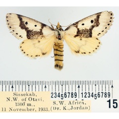 /filer/webapps/moths/media/images/A/ambages_Schalidomitra_AF_BMNH_01.jpg