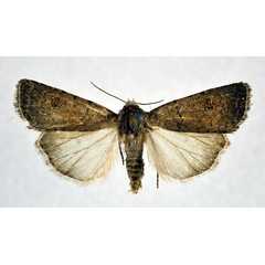 /filer/webapps/moths/media/images/D/dissimulata_Caradrina_A_NHMO_02.jpg