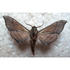 /filer/webapps/moths/media/images/T/tiro_Polyptychus_AM_Basquin_03b.jpg