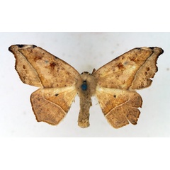 /filer/webapps/moths/media/images/N/notialis_Epicampoptera_AF_TMSA.jpg