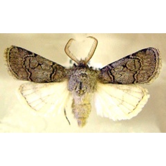 /filer/webapps/moths/media/images/D/decolor_Agrotis_AM_TMSA.jpg