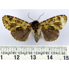 /filer/webapps/moths/media/images/V/viettei_Nyodes_AF_BMNH.jpg