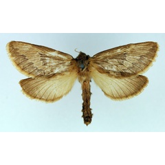 /filer/webapps/moths/media/images/A/ammon_Eudalaca_AF_TMSA.jpg