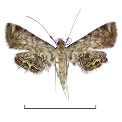 /filer/webapps/moths/media/images/M/mimicalis_Eoophyla_AM_BMNH.jpg