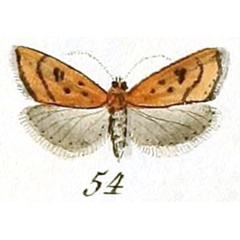/filer/webapps/moths/media/images/F/ferrugalis_Pyralis_ST_Hubner_9-54.jpg