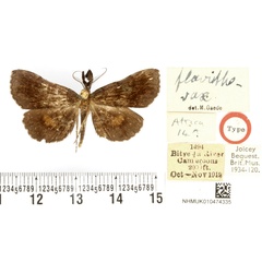/filer/webapps/moths/media/images/F/flavithorax_Macella_HT_BMNH.jpg