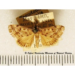 /filer/webapps/moths/media/images/C/comparalis_Tegostoma_A_OUMNH_02.jpg