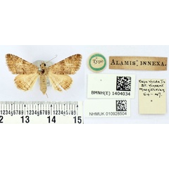 /filer/webapps/moths/media/images/I/innexa_Alamis_HT_BMNH.jpg