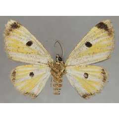 /filer/webapps/moths/media/images/O/octomaculata_Orbamia_AF_ZSMb.jpg