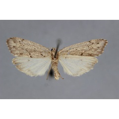 /filer/webapps/moths/media/images/P/pluripunctata_Exilisia_A_BMNH.jpg